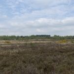 Photo of expanse of Chobham Common, with a clump of pine trees visible on the horizon.