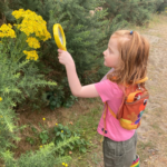 Photo of a little girl looking through a large yellow magnifying glass at Ragwort flowers.