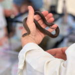 Photo of a Smooth Snake in the hand