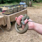 Photo of a Grass Snake in the hand, with tanks of animals in the background.