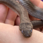 Close-up photo of the Smooth Snake.