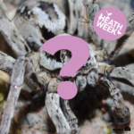 Fantastic macro photograph of a grey spider. Part of the spider is obscured by a large question mark.