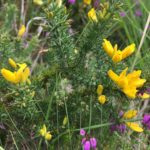 Flowering dwarf gorse amongst magenta Bell Heather