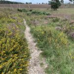 Photo of a heathland landscape with purple Common Heather in bloom and yellow Dwarf Gorse scattered through it.