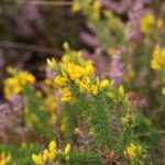 Nice photograph of Dwarf Gorse flowering