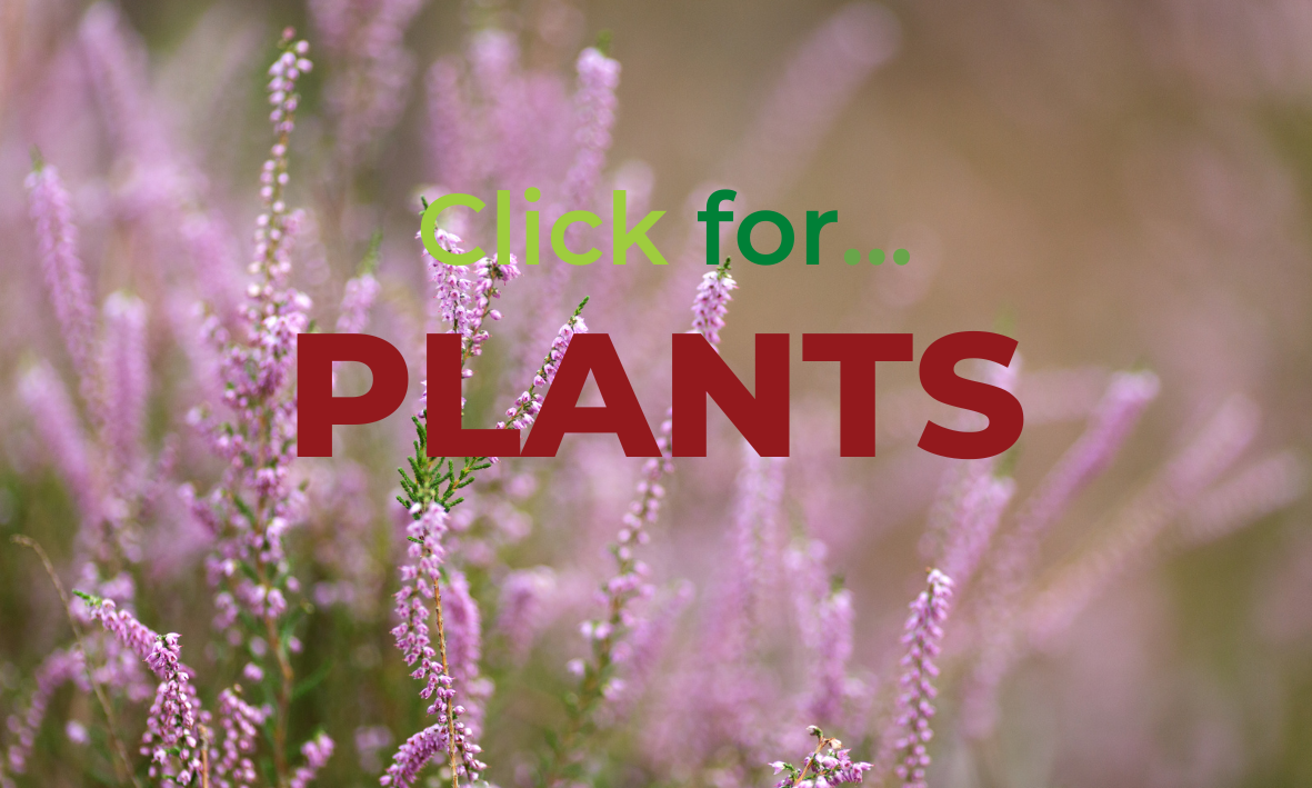 Click here for plant fact files