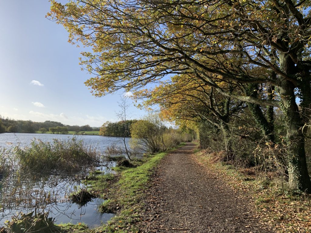 Photo of oak trees in autumn colours alongside the lake.