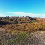 Panoramic photo of the heathland in winter, with the sunlight bringing out the autumnal colours of the birch trees against a blue sky.