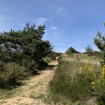 Photo of a wide sandy path leading through heathland vegetation