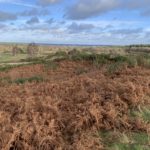Photo of the view from Tweseldown in winter, brown bracken in the foreground and the view stretching off into the distance