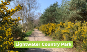 Photo of the bright yellow gorse in flower at Lightwater Country Park.