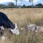 Photo of a black & white cow grazing long, dry grasses.