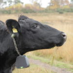 Photo of a black cow with a chain collar. Dangling from the chain is a plastic housing for a GPS unit.