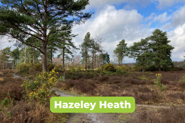 Scenic photo of Hazeley Heath in winter sunshine.
