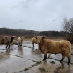 Photo of 6 Highland cattle. Impressively long horns. They look very interested in us!