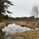 Photo of a view across grass and heath. Very wet ground in the foreground.