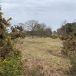 Photo of open grassland with scattered trees and gorse.