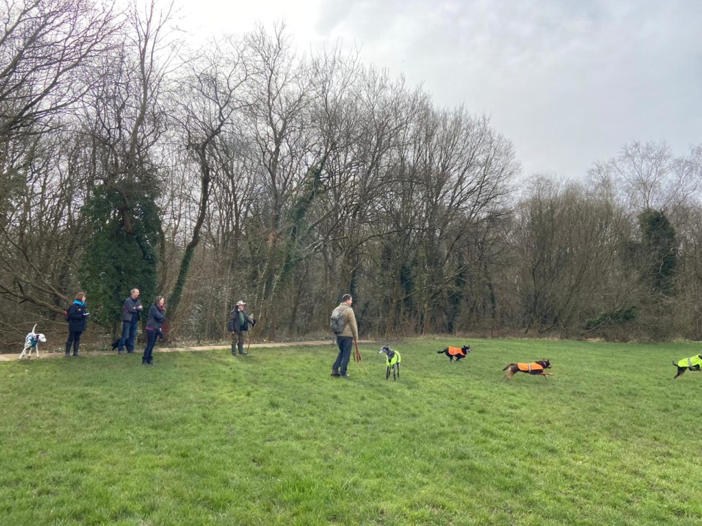 Photo of dogs having fun running around in the meadow at Rowhill.