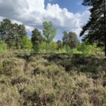 Photo of an open area of low-growing heaths. With scattered pine and birch trees.
