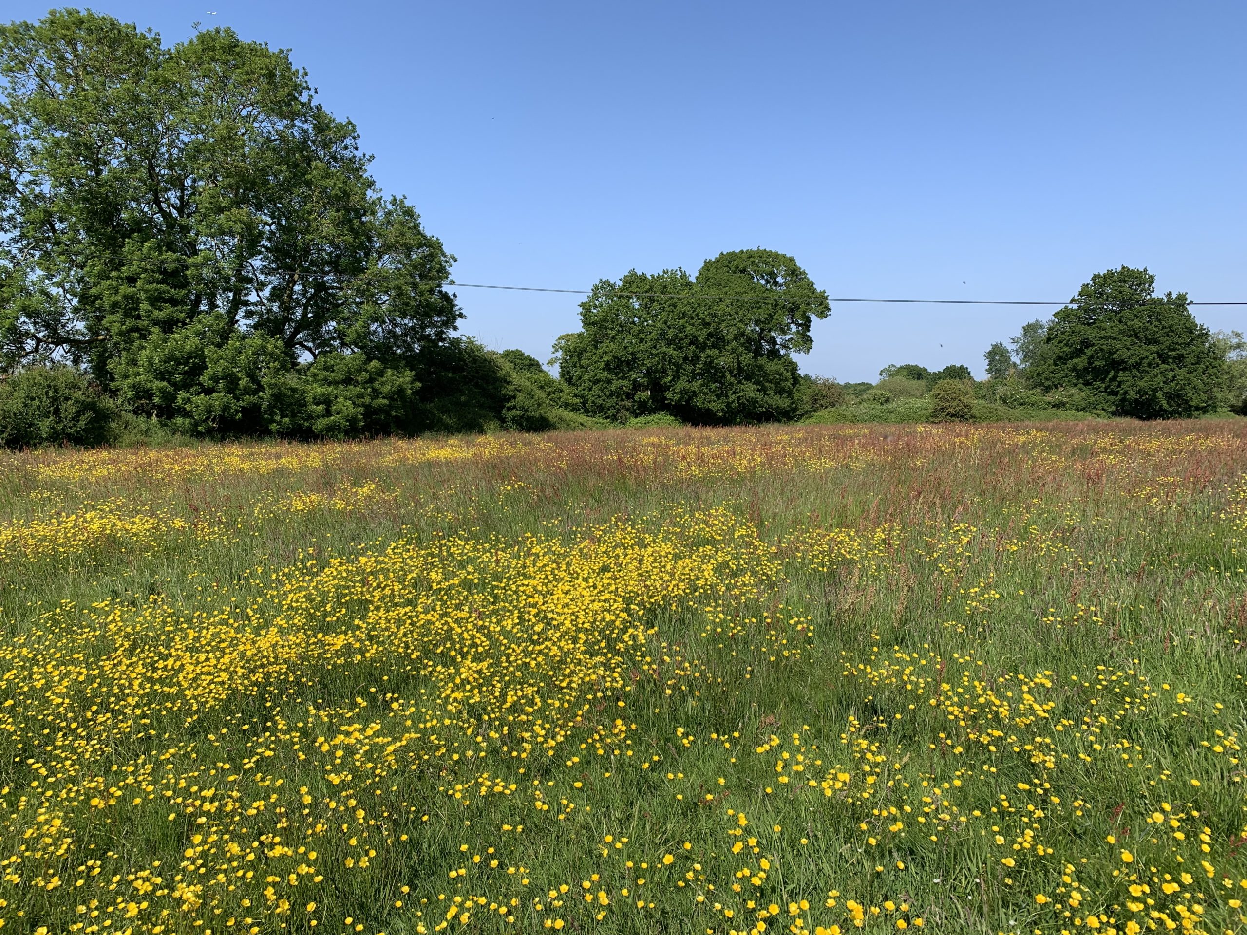 Clares Green Field - Thames Basin Heaths