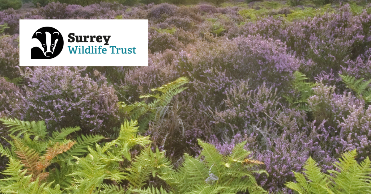 Photograph of heathland and the Surrey Wildlife Trust logo