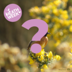 Photo of a bird with an orange breast, perched on bright yellow flowering gorse. Partly obscured by a large pink question mark. It's part of a quiz.