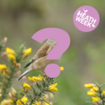 Photo of a grey and buff coloured bird perched on a gorse bush. Partly obscured by a large pink question mark. It's part of a quiz.