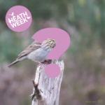 Photo of a brown streaky bird. Partly obscured by a large pink question mark. It's part of a quiz.