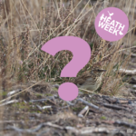 Photo of a small brown streaky bird with a white eye stripe. Partly obscured by a large pink question mark. It's part of a quiz.