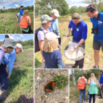 Photo of montage of people on the butterfly walk. Ranger Mark has a butterfly net and they're looking at what he's found.