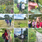 Photo montage of Kay's walk at Chobham Common. Heather, gorse, a gall on an oak leaf, a view across heathland and a group of friendly people.