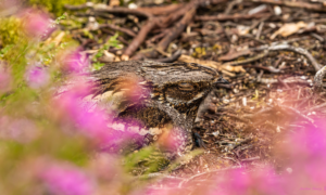 Photo of a brown, streaky bird, a Nightjar, sitting calmly on the ground. Pink heather in the foreground. Credit Jordon Sharp.