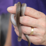 Photo of a long, thin brown snake, held in a hand. The snake is thinner than the hand's fingers.