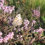 Photo of a brown, speckled butterfly on pink heather. It has a distinct eye-spot on its upper wing, and a hint or orange is just visible.
