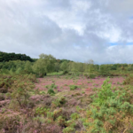 Photo of a swath of heathland, the Common Heather has turned purple.