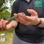Photo of a Grass Snake in the hand of a HIWARG volunteer. You can identify it's a Grass Snake by its yellow collar.