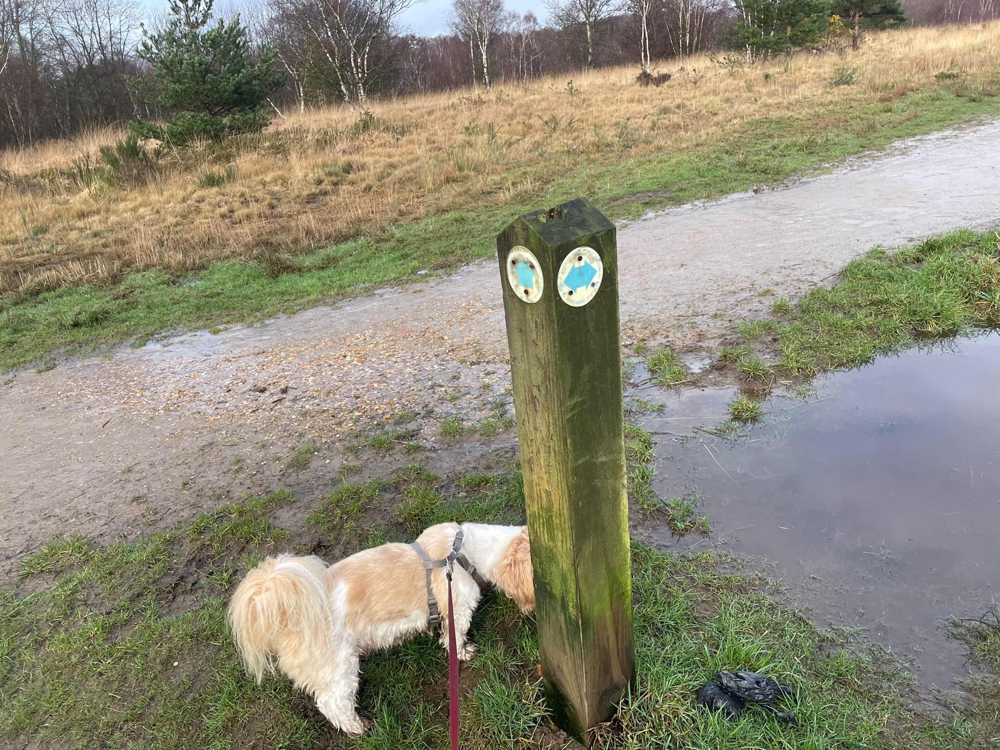 A small beige and white dog sniffing a wooden post with a blue arrow sign marking a bridleway
