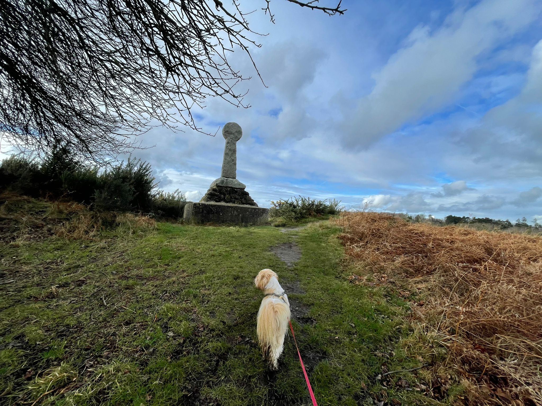 A small beige and white dog approaching a tall stone monument mounted on a stone base. In a heathland setting