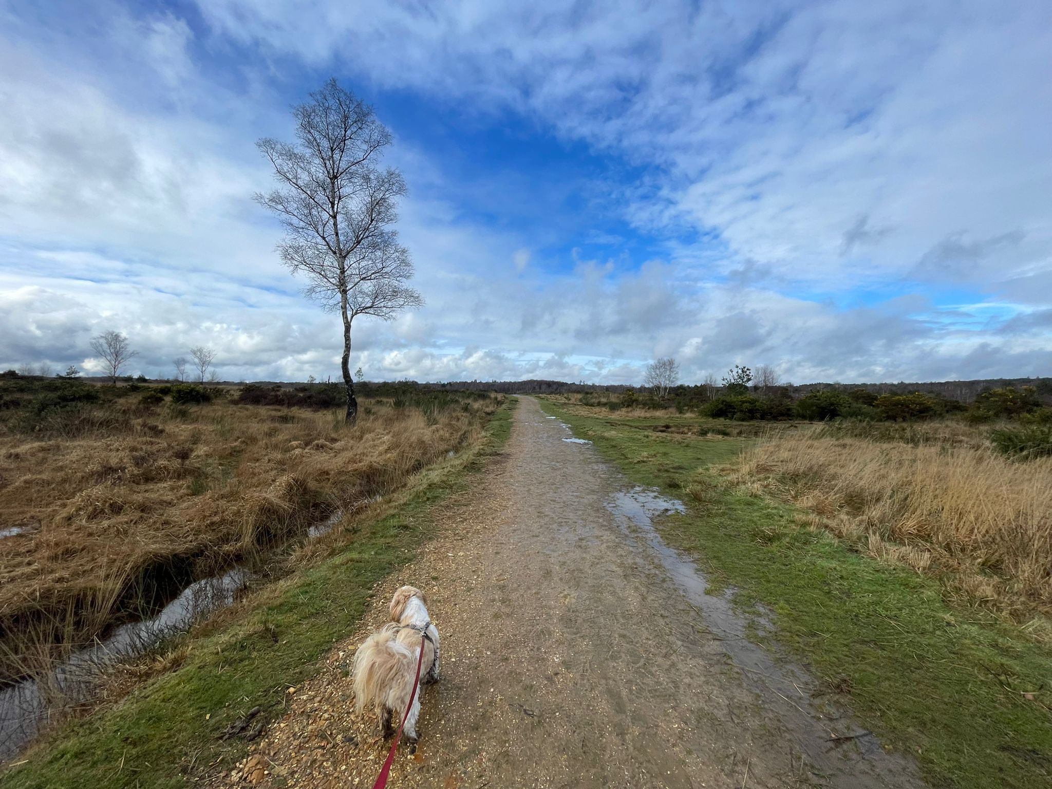 A small beige and white dog walking down a wide heathland path. There are lots of puddles and a ditch full of water running alongside. Blue sky and clouds in the background.