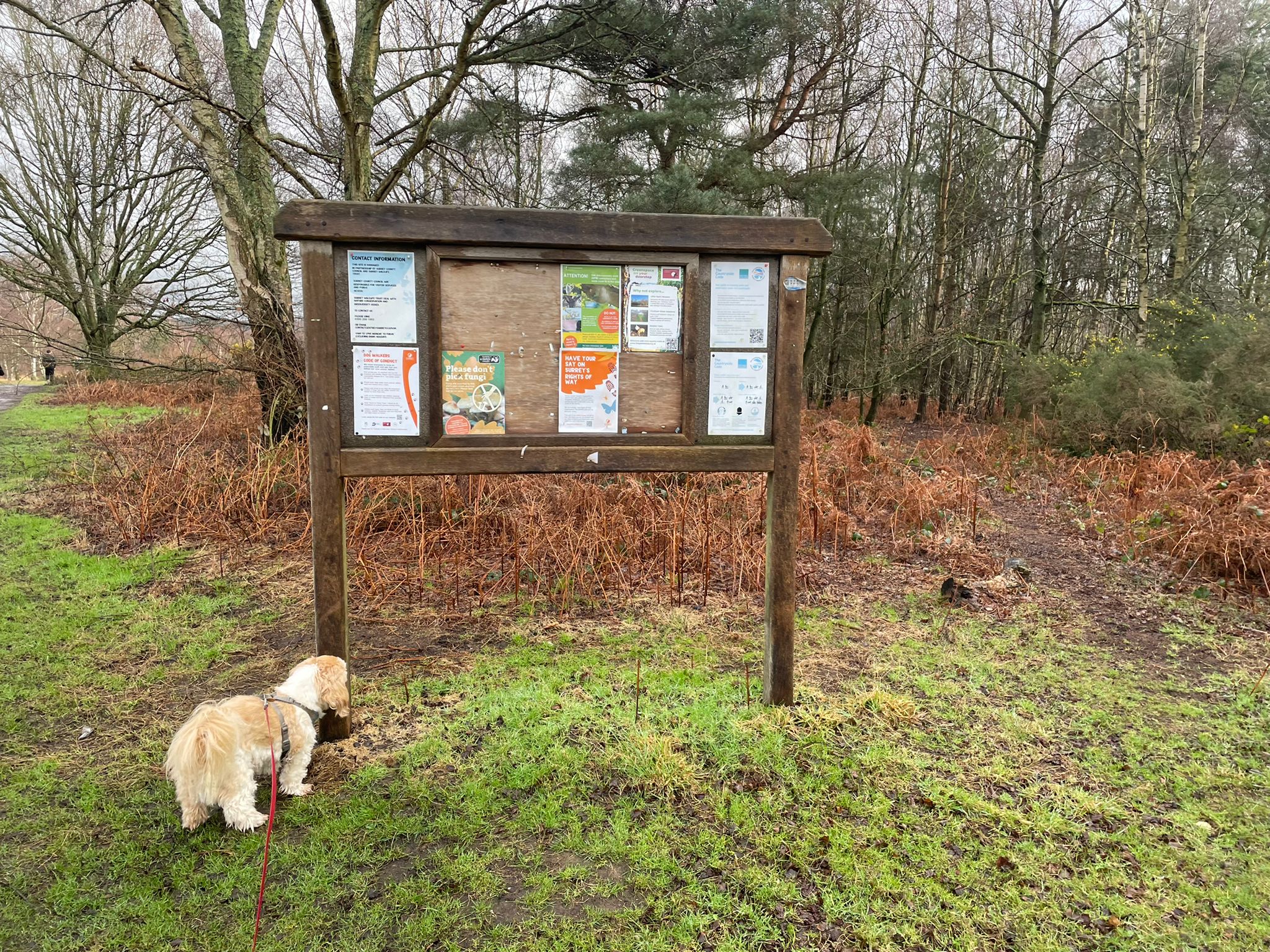 A small beige and white dog standing at the base of a wooden noticeboard containing colourful posters. With a background heathland setting