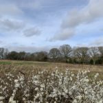 Photograph taken across the top of a hedge with early white blossom