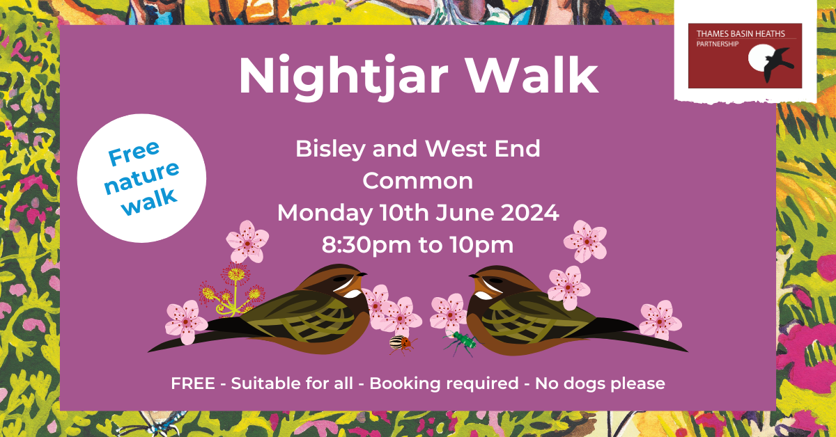 Pretty pink poster advertising a Nightjar walk at Bisley and West End Common
