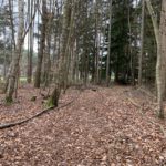 Photo of a rough path through woodland, braches on the ground mark the route.