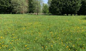 Photograph of a very green springtime meadow with yellow buttercups in flower.