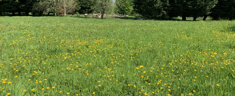 Photograph of a very green springtime meadow with yellow buttercups in flower.