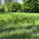 Photograph of a very green springtime meadow. Blue speedwell flowers in the foreground.