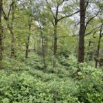 Photo of densely wooded slope. The leaves are bright green. It's springtime.