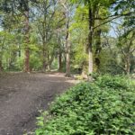 Springtime photo of a path through woodland on a bright sunny day.