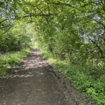 Photograph taken looking down the shaded footpath that runs down the middle of the meadows.