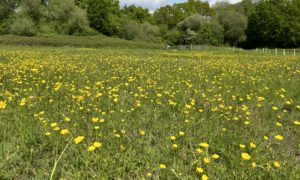 Photo of a lovely green meadow with a beautiful display of yellow Buttercups.